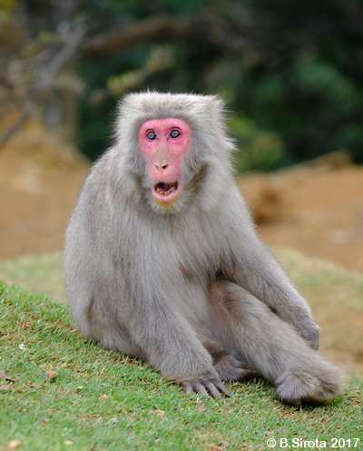 Unhappy Monkey