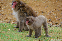 Mother and Son