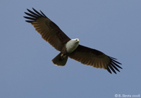 Brahminy Kite in Kuala Selangor National Park