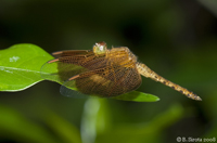 Dragonfly in Butterfly Garden in Kuala Lumpur