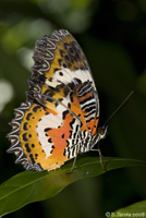 Butterfly in Butterfly Garden in Kuala Lumpur