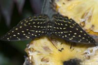 Butterfly in Butterfly Garden in Kuala Lumpur