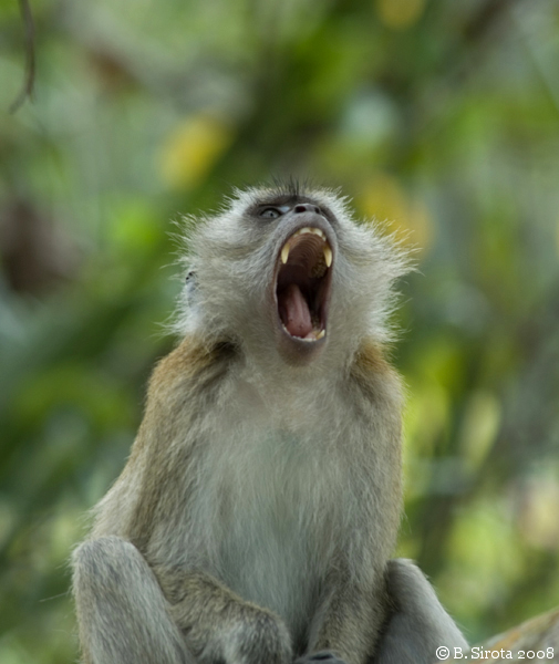 Long-tailed macaque at Monkey Beach in Penang