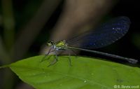 Dragon fly near Titi Kerawang waterfall