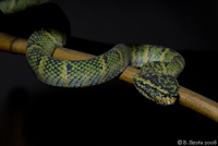 Inside the Snake Temple in Penang