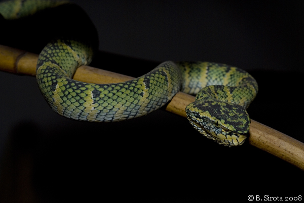 Inside the Snake Temple in Penang
