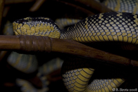 Inside the Snake Temple in Penang