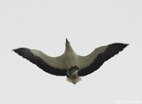 White Bellied Sea Eagle with a fish at Penang