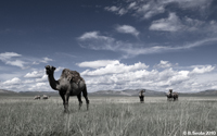 Camels grazing