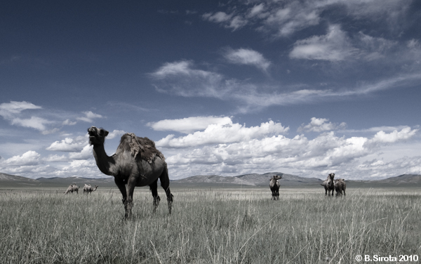 Camels grazing