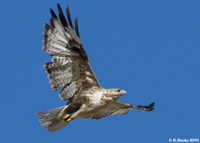 Falcon in flight
