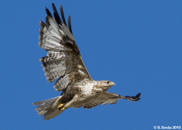 Falcon in flight