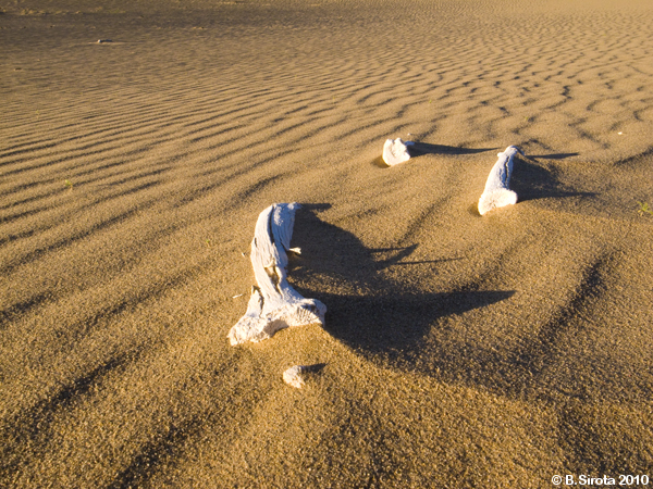Gobi desert