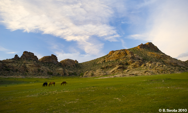 Horses grazing