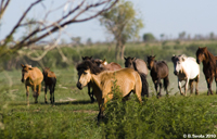 Horses