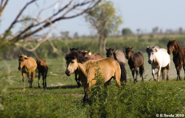 Horses