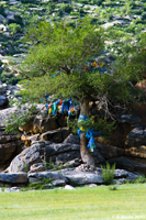 Shamanistic symbol - Ovuu tree