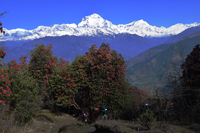 Rhododendrons