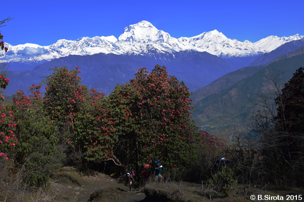 Rhododendrons