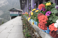 Mountain Village Flowers