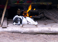 Dog in the yurt in Even village.