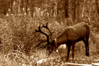 Raindeer in Even village.