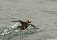 Tufted puffin - a rare sea bird.