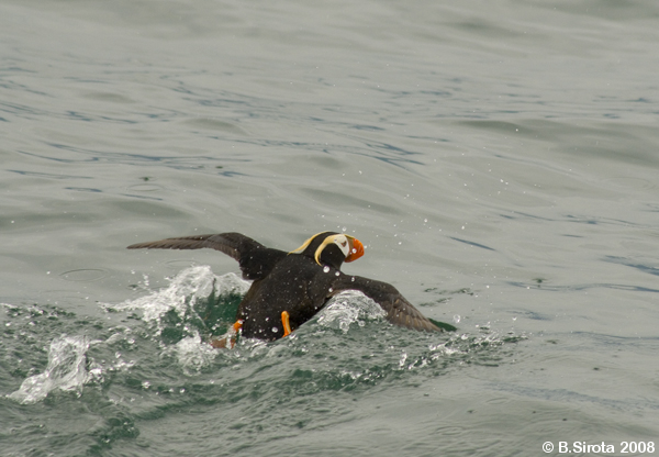 Tufted puffin - a rare sea bird.