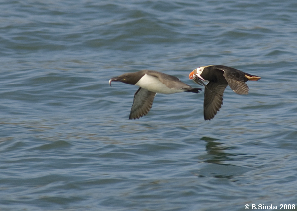 Tufted puffin is coming back after a successful fishing expedition.