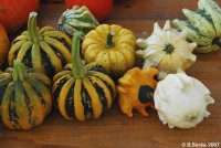 A variety of pumpkin at the Swiss market