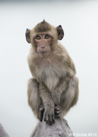 Monkey on Monkey Island in Halong Bay